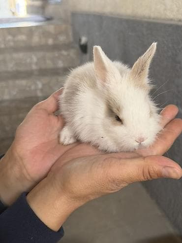 яйца фазан: Карликовые декоративные кролики (пуховые, «львиноголовые» типы) — 4