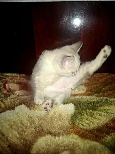кошка мышык: Ищем новый любчщий дом для котят.Котята, домашние, игривые.кушают все — 1