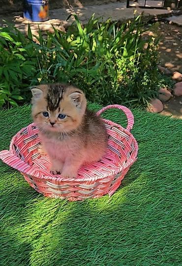 гостиница для кошек: Шотландские котята от красивой пары. Scottish fold и straight — 5