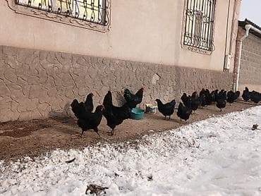 Ветеринар кызматы: Инкубационные яйца джерсийский гигант чистокровные, линия с России — 2