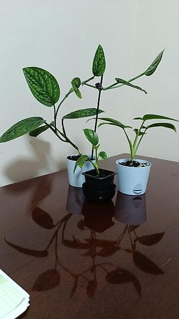 Слева сингониум Монстера Карстенианум посередине И справа монстера