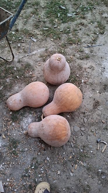 ремонт кылабыз: Ашкабак — 1