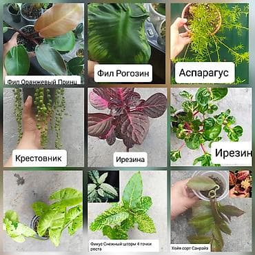 вырасти сад купить петов: Продаю цветы — 1