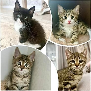 коты мейкун: Домашние котята, 1,5 месяца, ищут любящие семьи. Лоток освоен, едят — 1