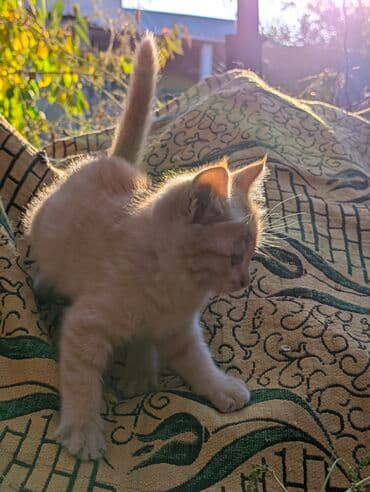 carters для мальчика: Котята, домашние, игривые. Описание: - Окрас: рыжий и кремово-белый — 1