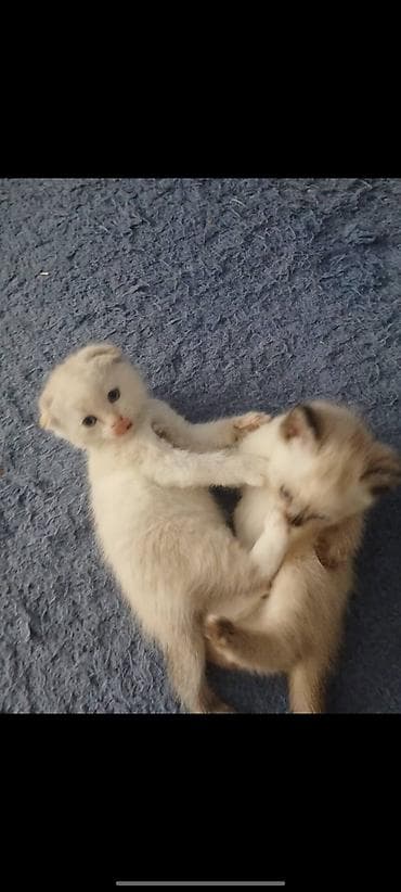 шатланский кошка: Шотландские котята (скоттиш-фолд/скоттиш-страйт), помёт от домашней — 3