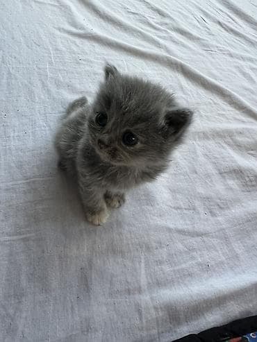 сиамские коты: Шотландские котята ищут любящий дом 🐾 Продаются 4 шотландских котёнка — 1