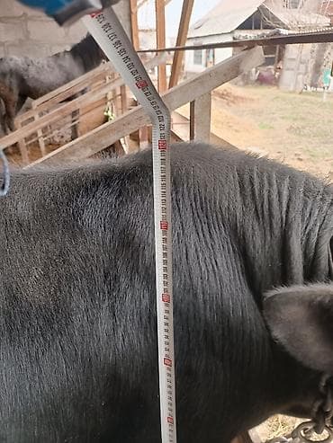 питбуль кабель: Продаю | Бык (самец) | На откорм | Привязанные — 3