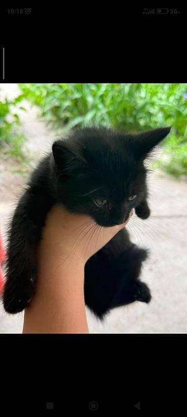 животные кот: Отдам котят в добрые руки.Котята домашние, пушистые комочки счастья — 2