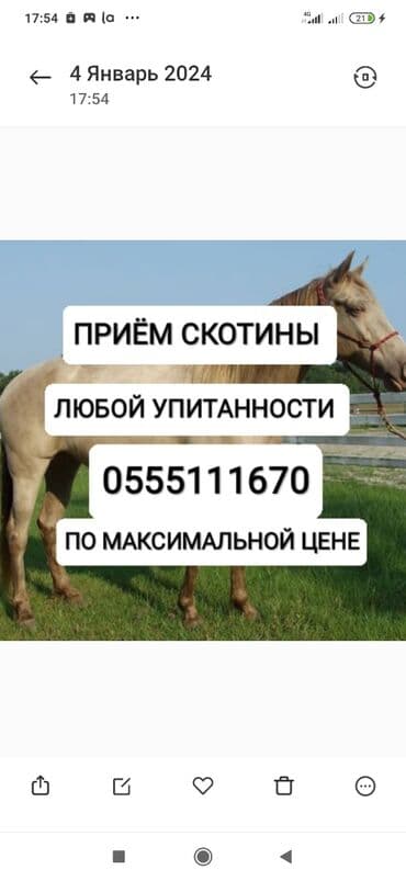 Куплю | Коровы, быки, Лошади, кони | Круглосуточно, Любое состояние, Забитый