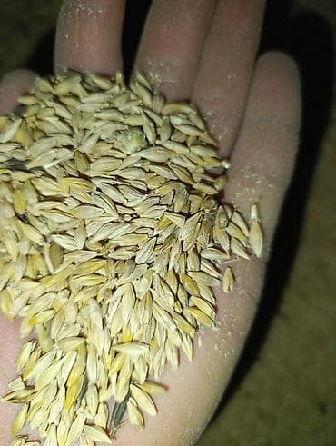 продаю овес: Продаю Ячмень около 5 тон Кормовая смесь для птицы Описание: - — 2