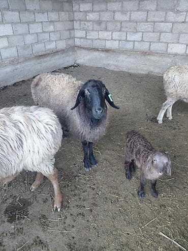 питбуль кара балта: Продаю | Овца (самка) | Для разведения — 4