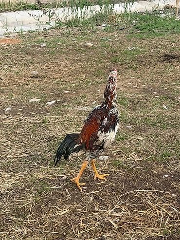 уургачы тай: Продаю | Петух | Бойцовая | Для разведения — 1