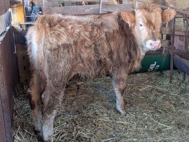 бычки ангусы: Продаю | Бык (самец) | Швицкая | На откорм — 7