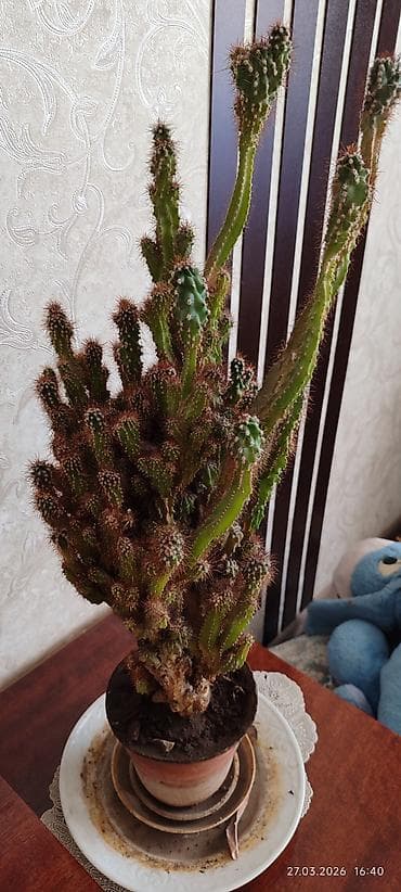 Кактустар: Продам кактус Цереус — 2