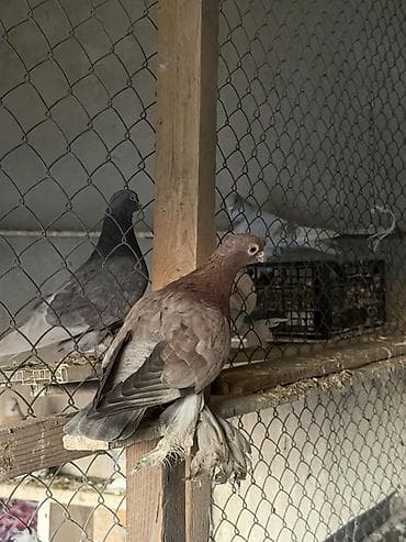 бычки кант: Порода: голубь с оперёнными лапами (чубатый/космоногий тип) — 4