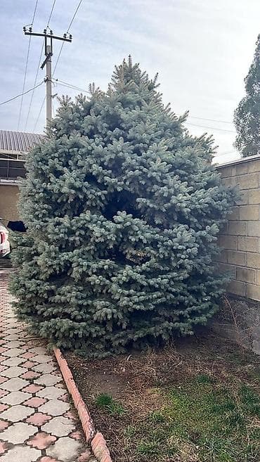 Ель голубая (Picea pungens, «Blue Spruce») для озеленения участка. -