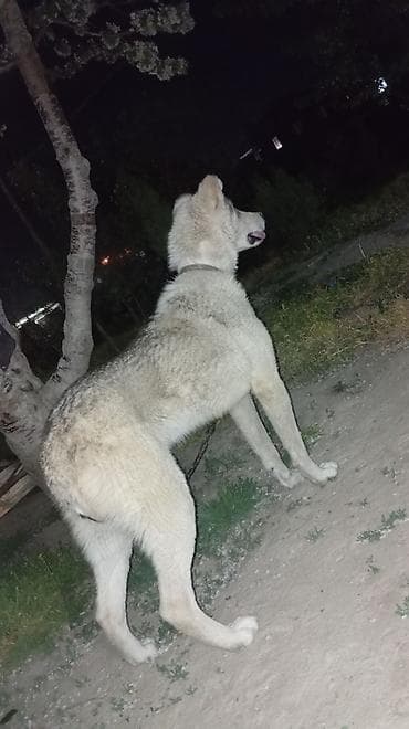 собаки лайки: Собака северного типа (метис лайки/хаски) Описание: - Крупный — 1
