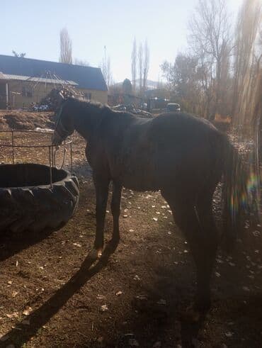 французский булдог: Продаю | Конь (самец) | Рабочий — 3