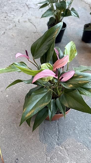арма цветок: Антуриум (Anthurium) в горшке — эффектное комнатное растение с яркими — 3