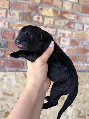 Иттер сатылат: Продам чистокровных щенков немецкой овчарки. 🐾 В наличии мальчики и — 3