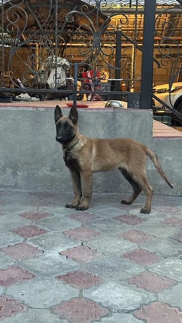 собаки в оше: Бельгийская овчарка, 4 месяца, Самец, С прививкой — 2