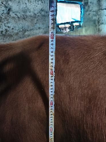 арабские лошади цена: Продаю | Корова (самка) | Для молока | Привязанные — 3