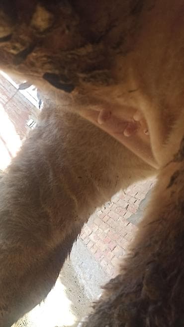 ящик для документов: Продаю | Корова (самка), Тёлка | Швицкая | Для разведения | Нетель — 5