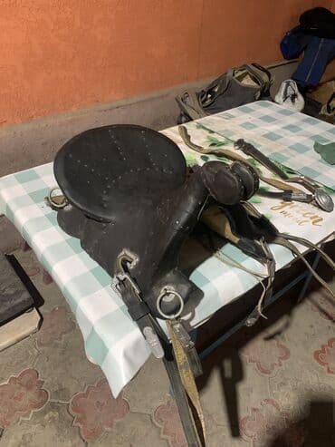 Собаки: Кыргыз эр — 1