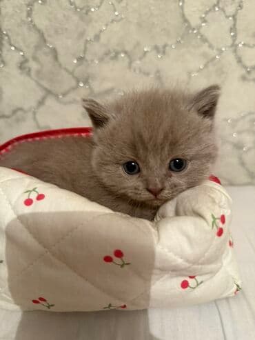 домик для котят: Открыта бронь на котят Scottish Fold и Scottish Strait,порода — 12