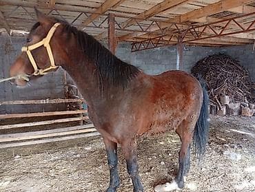 ячмень семеной: Продаю | Кобыла (самка) | Рабочий | Племенные — 4