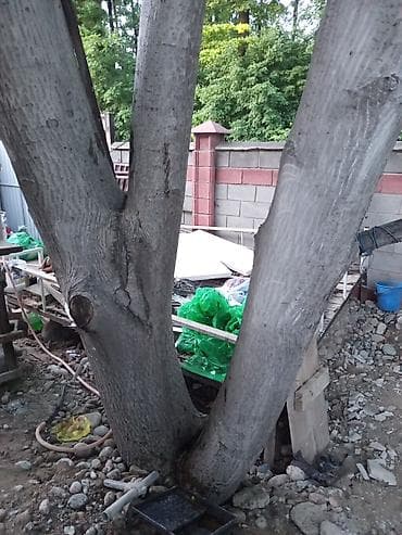 куплю орех: Продам взрослое дерево грецкого ореха для вывозки и распила на месте — 6