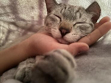 ласка животное: Девочка, Приучена к лотку — 5