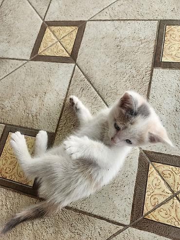 турецкая ангора кошка цена: Мама турецкий ван.🐱 котятами 2 месяца🐱. проглистованы. сами — 5