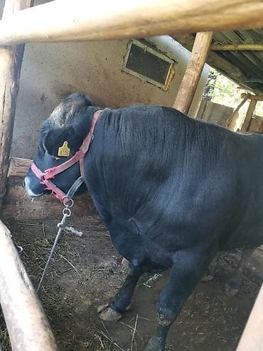 крупные собаки: Продаю | Бык (самец) | Абердин-ангус | Для разведения | Осеменитель — 8
