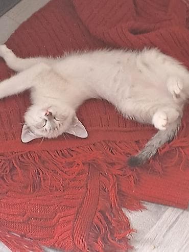 Мышыктар сатылат: Кошки и котята – домашние любимцы - На фото несколько кошек разного — 6