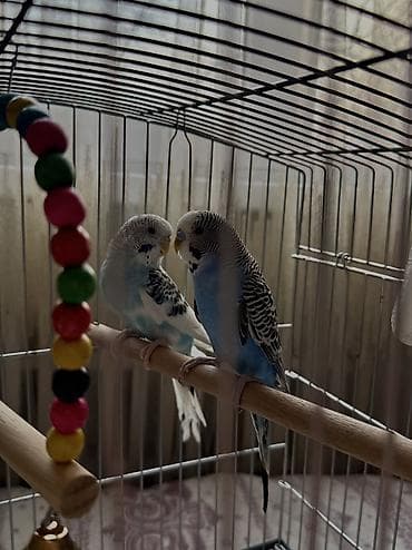 Волнистые попугаи (пара) с клеткой и аксессуарами. Состав набора: -