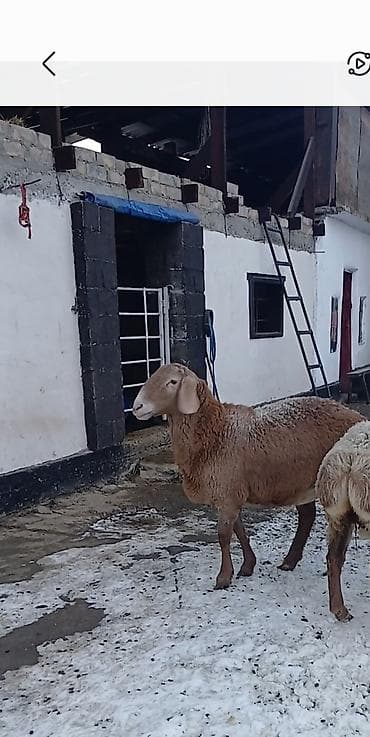 Ветеринар кызматы: Сатам | Ургаачы кой (ургаачы) | Гиссар | Көбөйтүү үчүн | Асыл тукумдуу — 2