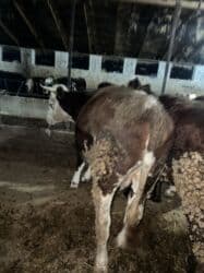 домик для животных: Сатам | Уй (ургаачы) | Симментал | Көбөйтүү үчүн | Асыл тукумдуу — 9