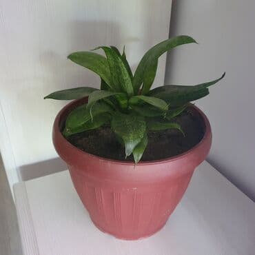 Продаются комнатные цветы Сенсевиерия, дешево Цветок неприхотливый at lalafo.kg Продаются комнатные цветы Сенсевиерия, дешево Цветок неприхотливый