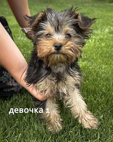 собака бишкек: Продаются щенки йоркширского терьера Мальчик и две девочки Дата — 5