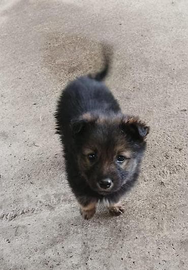 где взять щенка бесплатно: Отдам щенят в добрые и заботливые руки бесплатно. Малышам уже 2 — 3