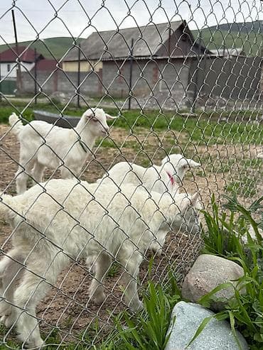 куплю козла: Продаю | Козёл (самец) — 2