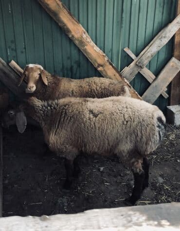 Грызуны: Продаю | Баран (самец) | Арашан | Для разведения | Племенные — 1