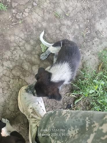 Животные: Собака даром: Курцхаар, 2 месяца, Самец — 3