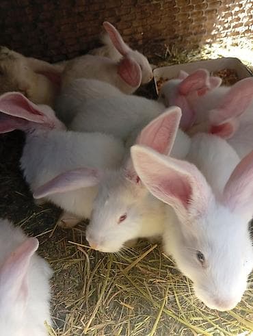момолой чычкан: Продам кроликов 4 мес.700 сом 2 мес.500сом.порода французский великан — 2