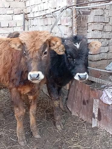 ящик бишкек: Сатам | Бука (эркек), Музоо | Алатоолук | Бордоп семиртүү үчүн, Көбөйтүү үчүн — 2