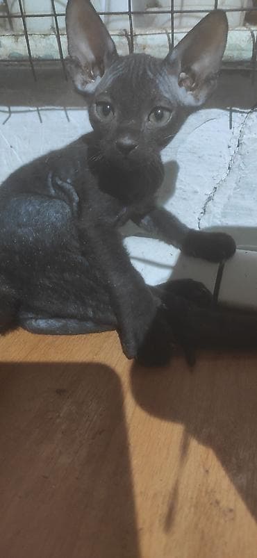 донской сфинкс цена: Породистые котята сфинкса (вероятно донские/канадские по типу) от — 5