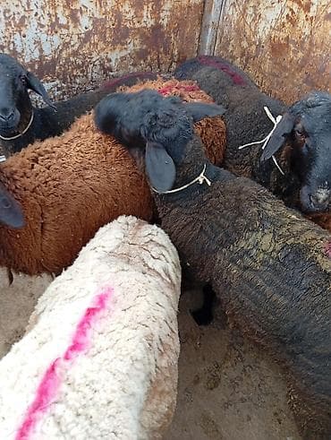 А/ч жаныбарларын сатам: Сатам | Ургаачы кой (ургаачы), Козу, Кочкор (эркек) | Гиссар, Аргын, Меринос | Союуга | Бычылган, Жасалма жол менен боозутуу, Ургаачы — 3