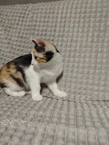 где продают котят: 3 месяца, Девочка — 3